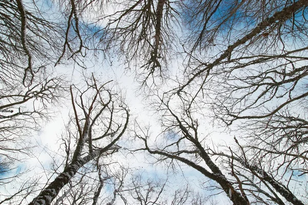 Top of winter trees — Stock Photo, Image