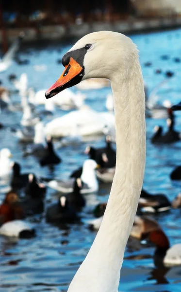 Cisnes brancos . — Fotografia de Stock