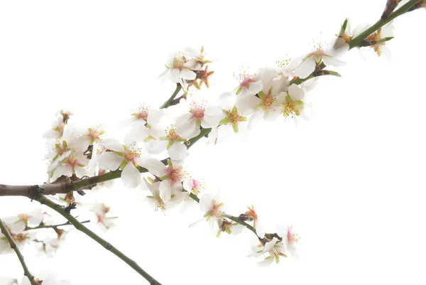 Erik ağacı beyaz çiçekler. — Stok fotoğraf