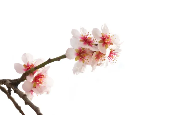 Миндальное дерево розовые цветы . — стоковое фото