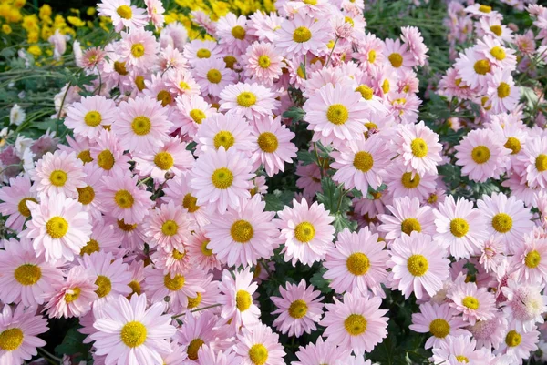 Zoete roze chrysanten. — Stockfoto