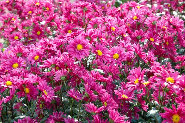 Campo di crisantemi rosa scuro . — Foto Stock