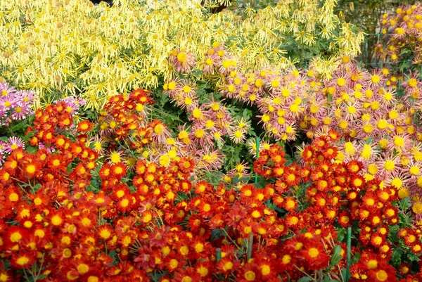 Žluté a oranžové chryzantémy. — Stock fotografie