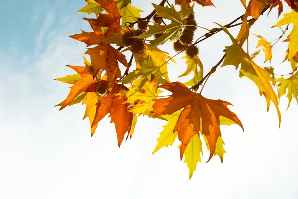 Żółty jesienią liście. — Zdjęcie stockowe