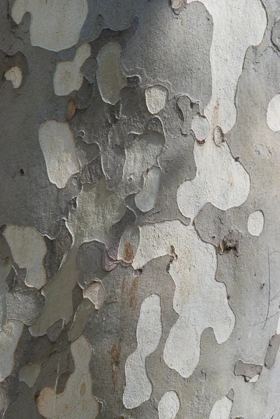 Platan stromová kůra — Stock fotografie