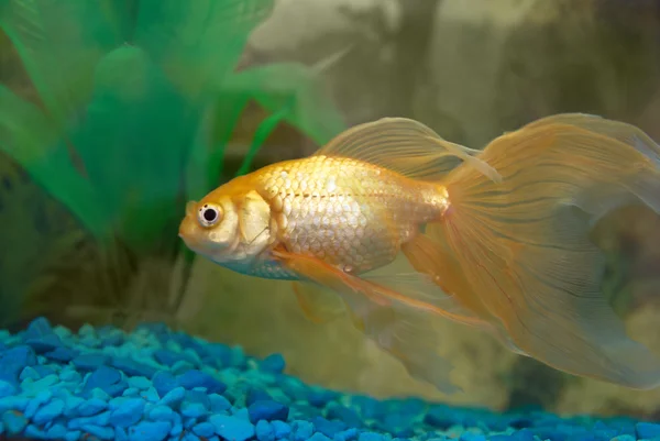 Peixe dourado tropical — Fotografia de Stock