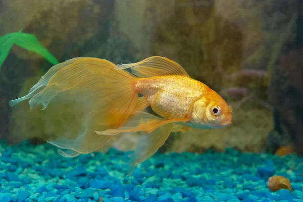 Tropikal altın balık — Stok fotoğraf