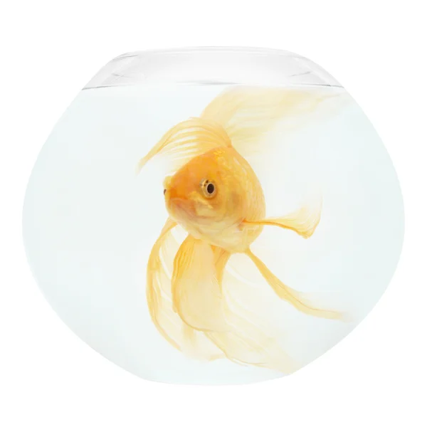 Золотая рыбка в аквариуме — стоковое фото