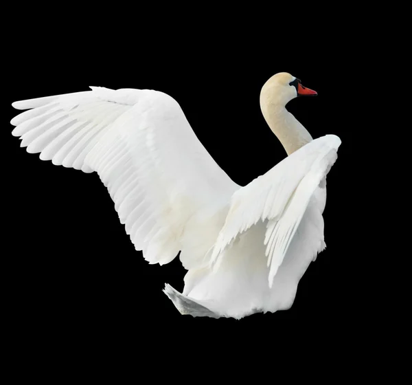 Bílé labutě. — Stock fotografie