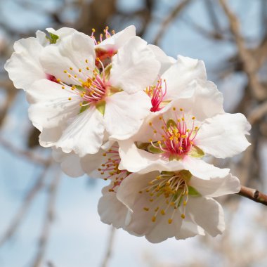 Almond tree pink flowers. clipart