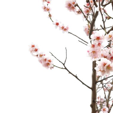 Almond tree pink flowers. clipart