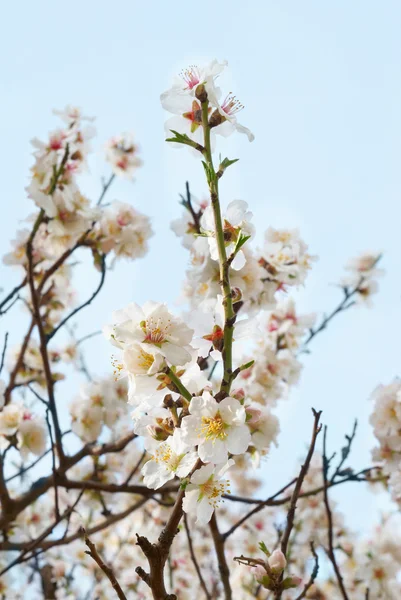 Amandelboom roze bloemen. — Stockfoto