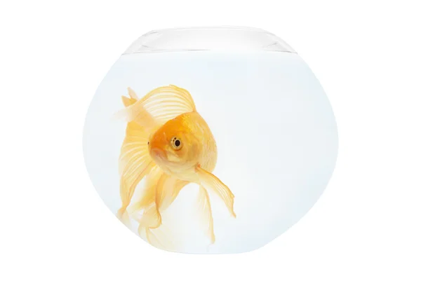 Un pesce dorato in acquario — Foto Stock