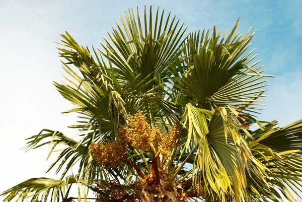Palmeira. — Fotografia de Stock