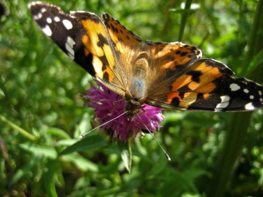 Painted Lady Butterfly 2 clipart