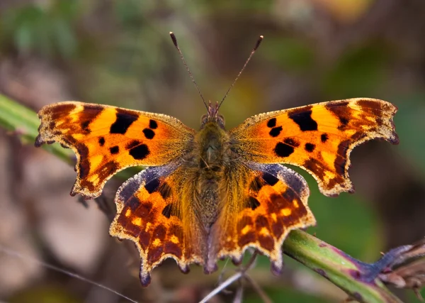 Комма-бабочка — стоковое фото