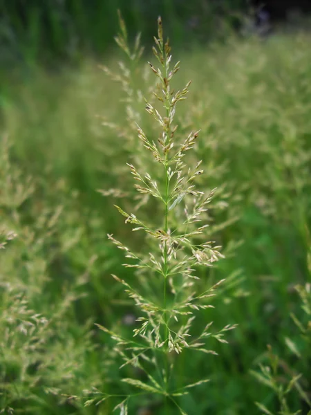 Stock image Grass