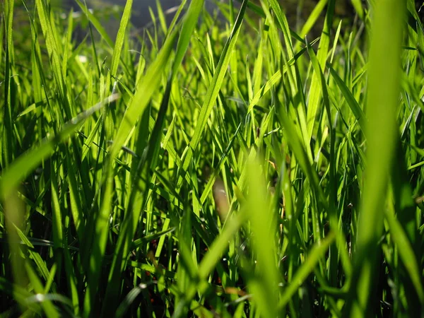 Трава на закате — стоковое фото