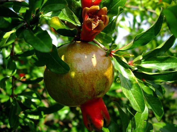 Punic apple — Stock Photo, Image