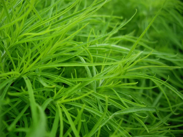 stock image Green grass macro