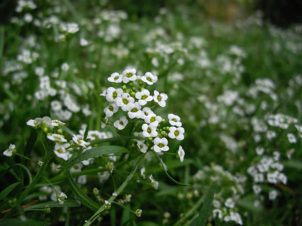 Поле белых цветов — стоковое фото