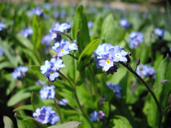 Forget-me not — Stock Photo, Image