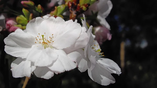 Цветы сакуры — стоковое фото