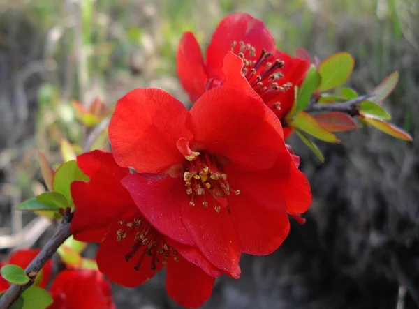 Röd Blom — Stockfoto