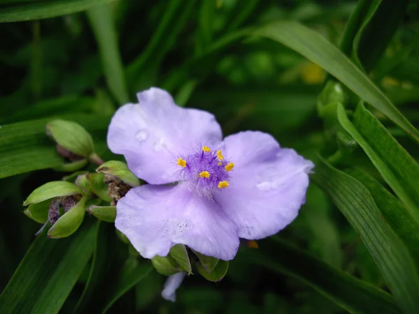 Macro of purple flower — Stock Photo, Image