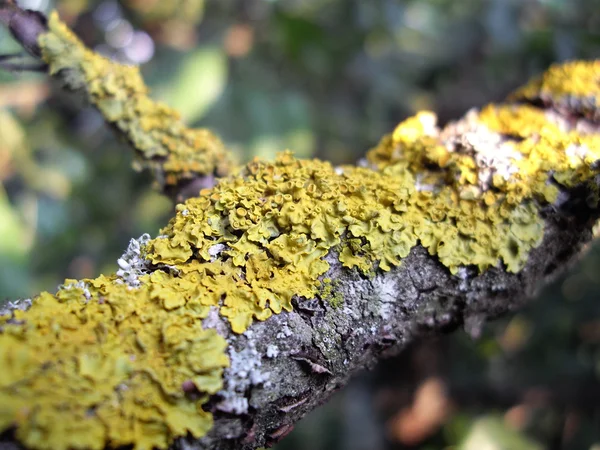 Lichene giallo su un ramo — Foto Stock