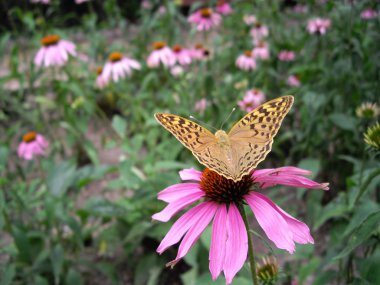 Butterfly on the flower clipart