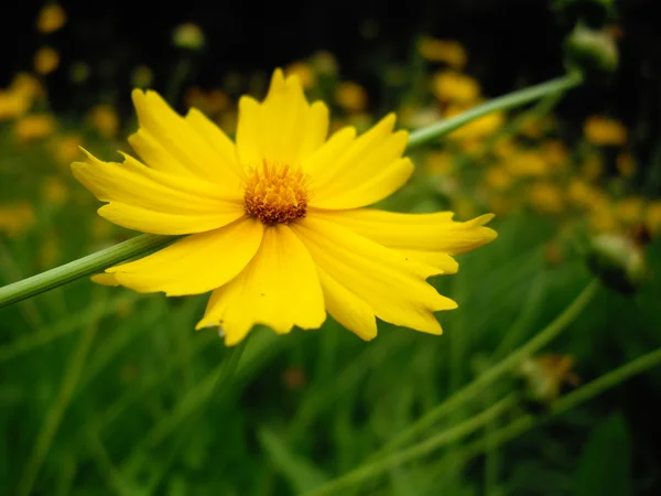 stock image Yellow flower