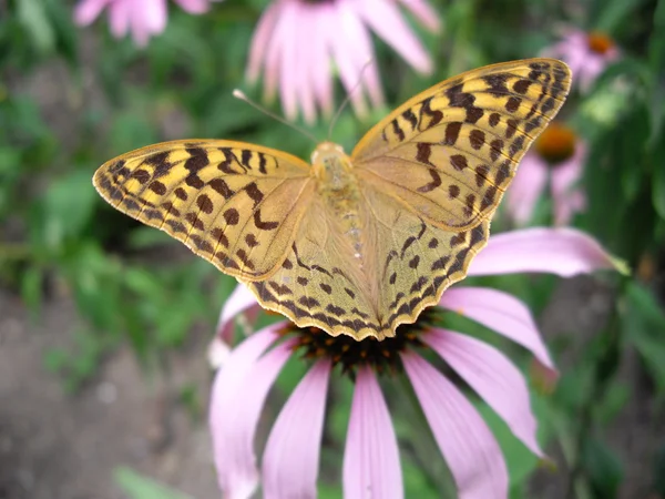 Mariposa en la flor — Foto de Stock