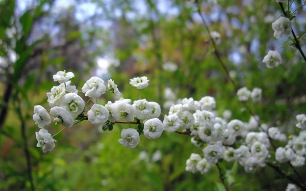 Beyaz çiçek açması bush — Stok fotoğraf