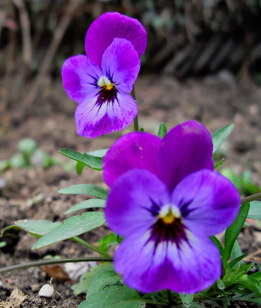 Viola květ — Stock fotografie