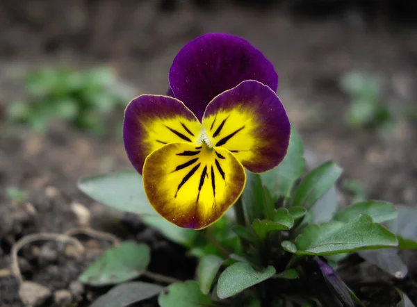 Viola çiçek — Stok fotoğraf