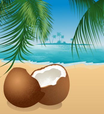 Coconut on the beach under palm tree clipart