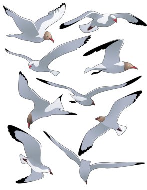 Sea_gulls clipart