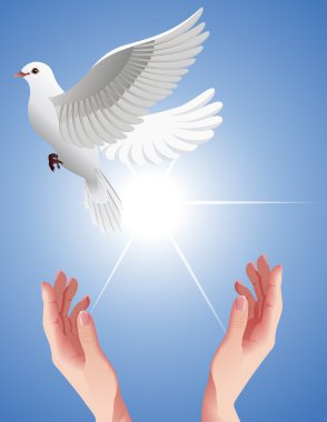 Human_hands_setting_free_white_dove clipart