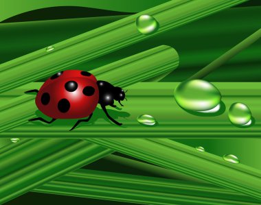 Ladybird clipart