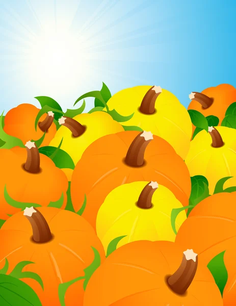 Pumpkin harvest — Stock Vector