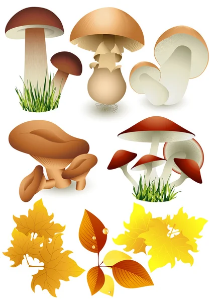 Mushroom_set — Stock Vector