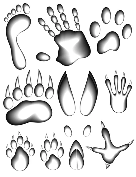 Animal_and_human_footprints — Stok Vektör