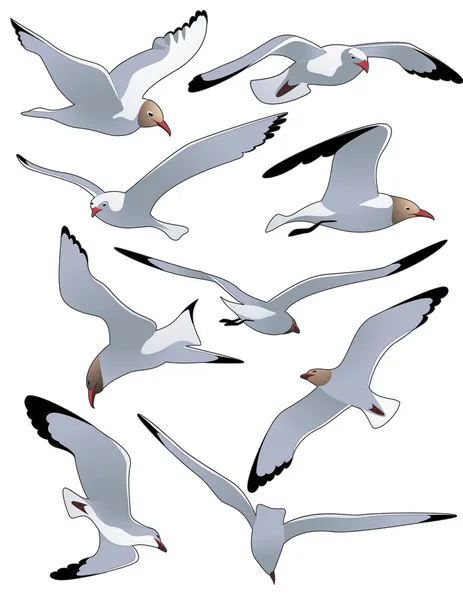Sea_gulls — Stock vektor
