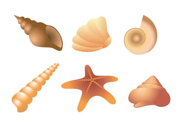 海边的贝壳 — 图库矢量图片