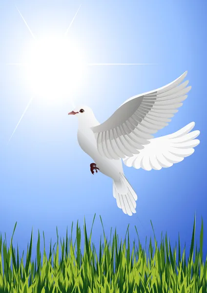 Tourterelle blanche volant au-dessus du champ d'été — Image vectorielle