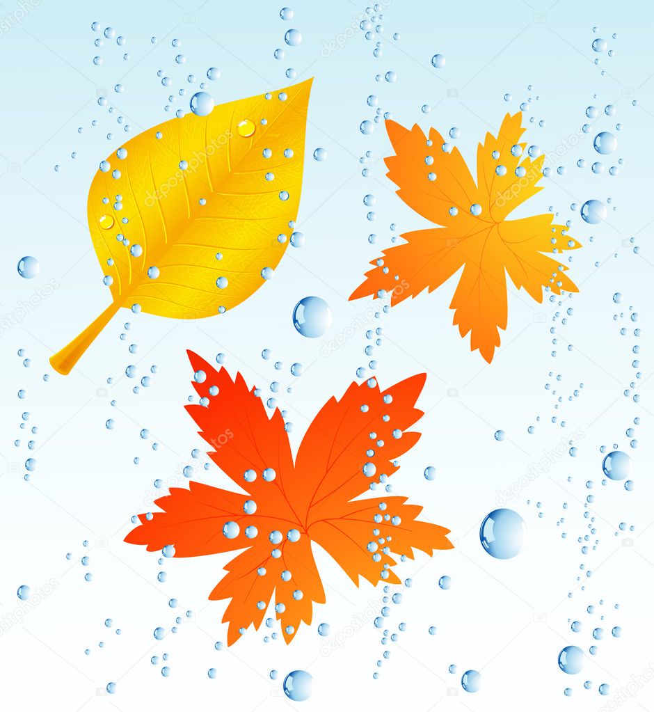 Autumnal leaf in the rain