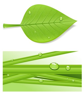 Beautiful leaf clipart