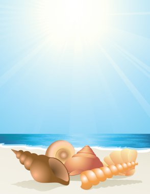 Sea shells on the beach clipart