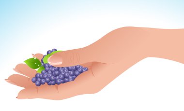 Berry in the hand clipart